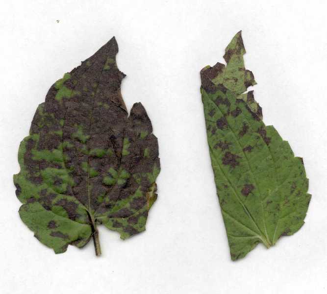 Leaf Spots of Rudbeckia